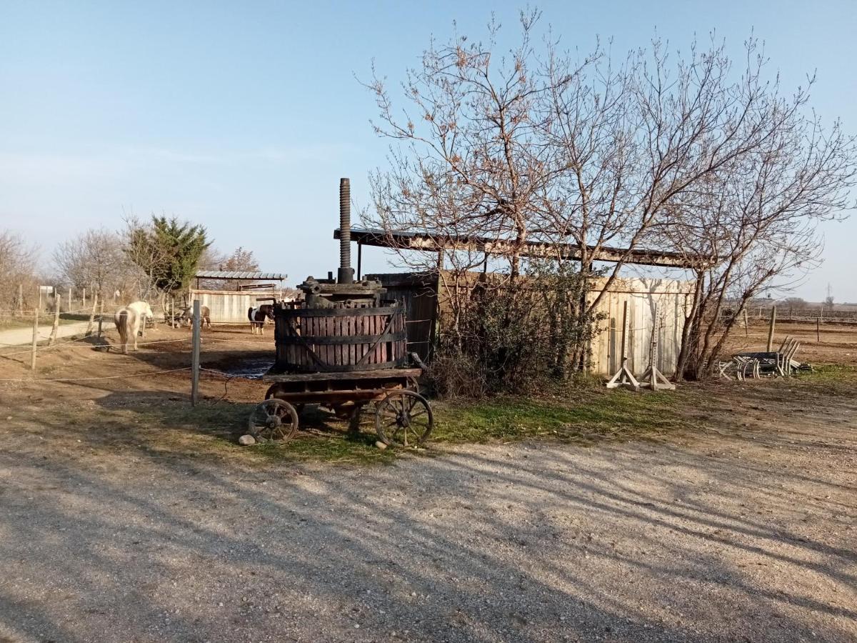 Mas Palegry côté jardin Perpignan Exterior foto